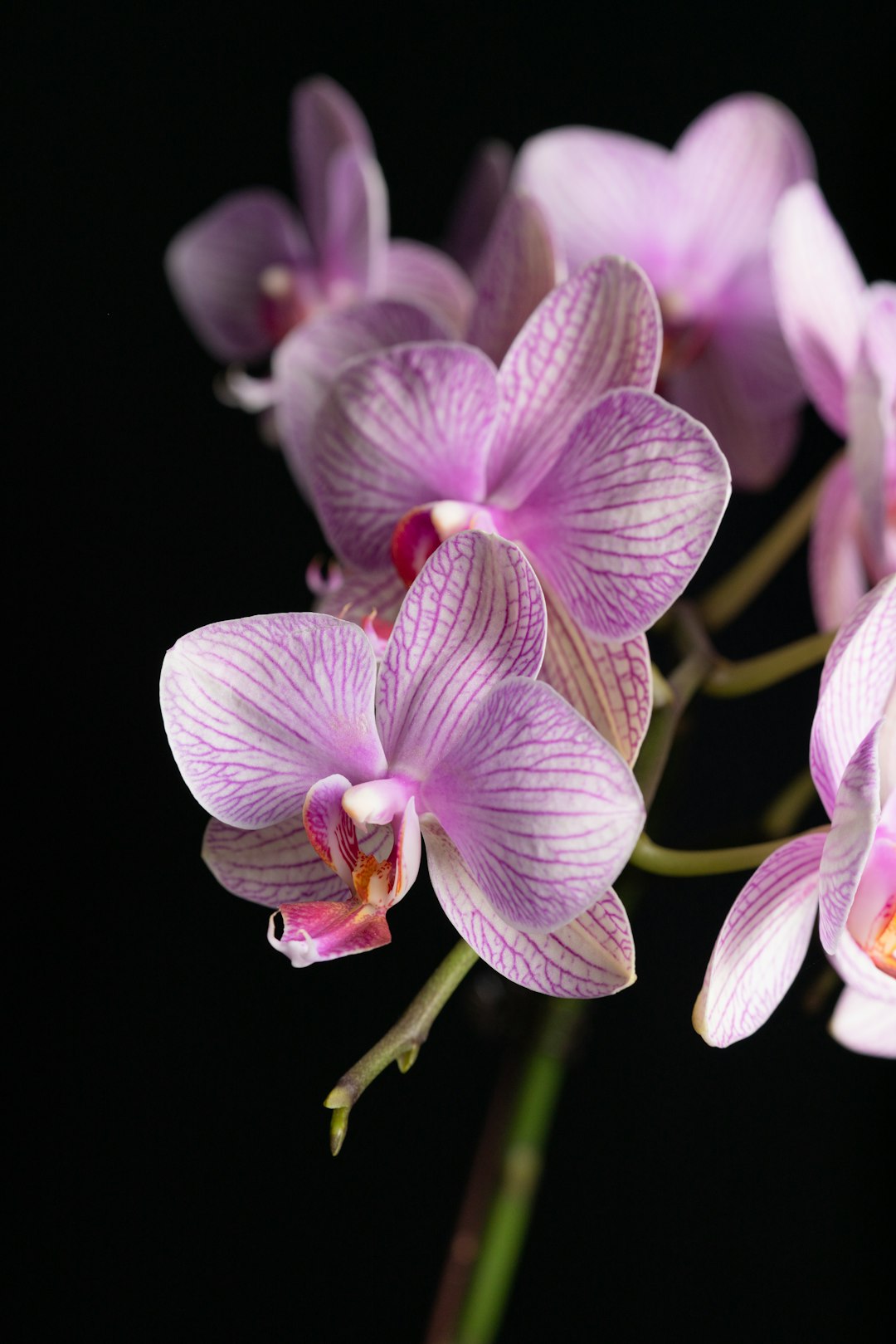 purple and white moth orchids in bloom