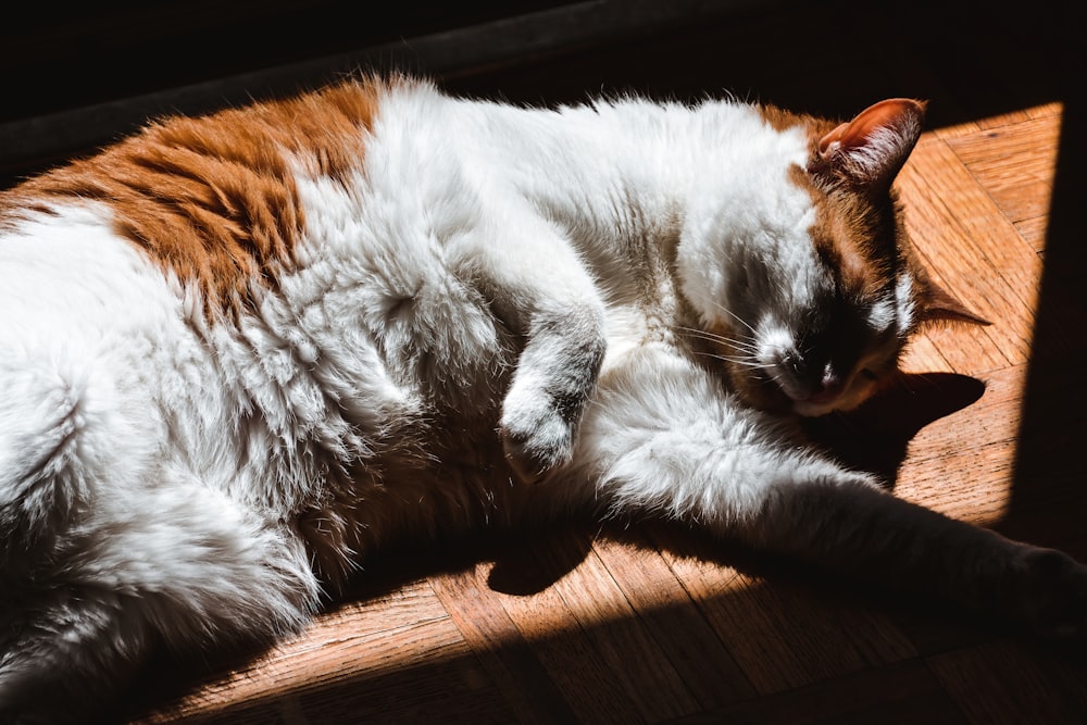 white and brown cat lying on brown wooden floor