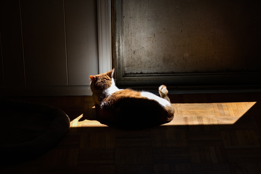 white and black cat on brown wooden floor