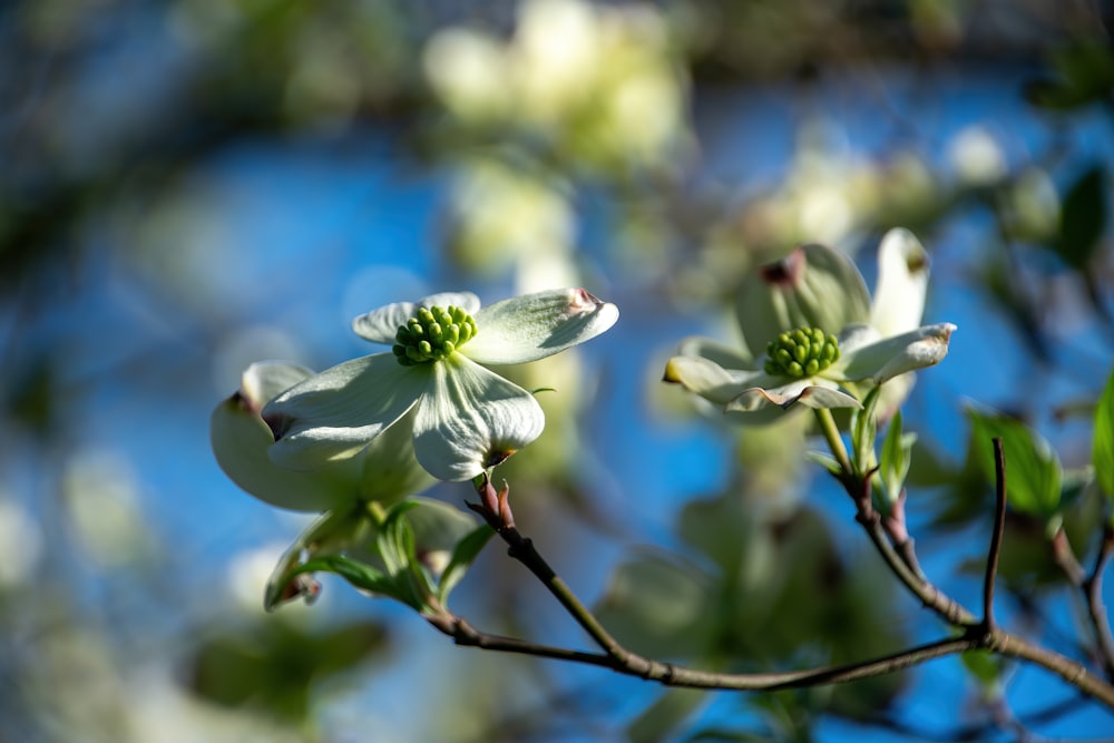 white and green flower on brown stem