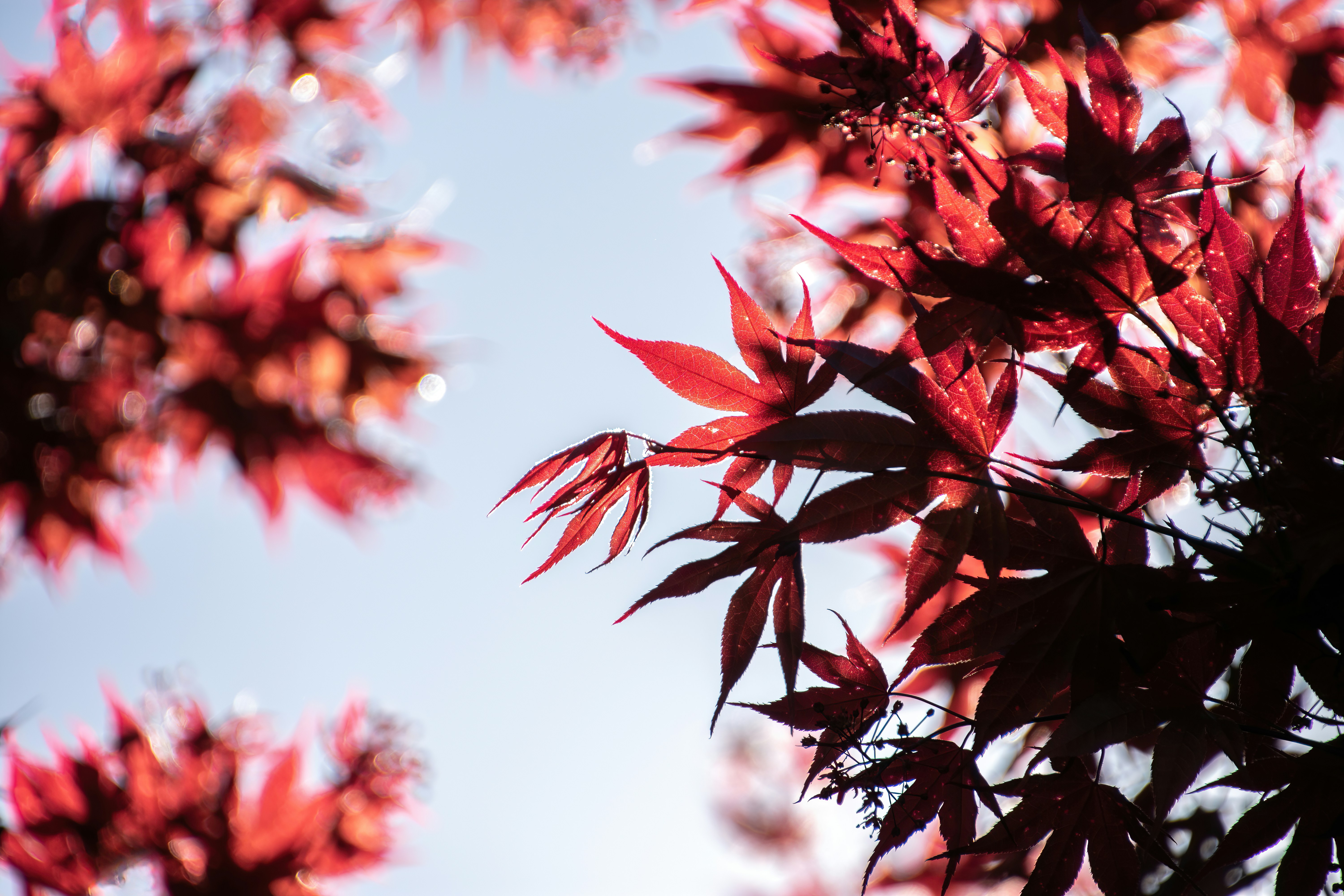 red flowers in tilt shift lens
