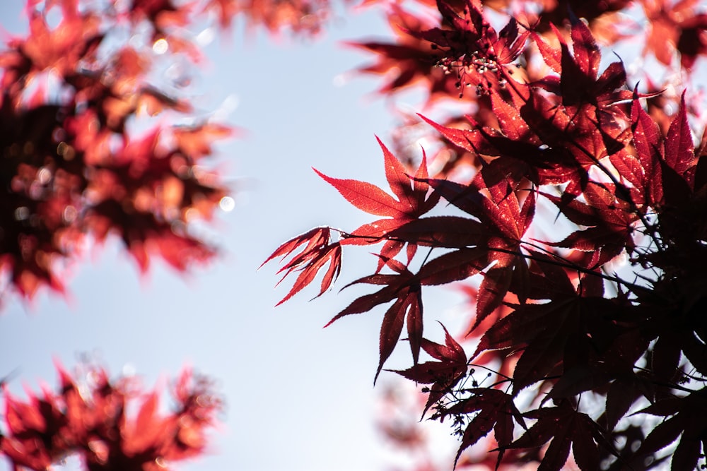 red flowers in tilt shift lens