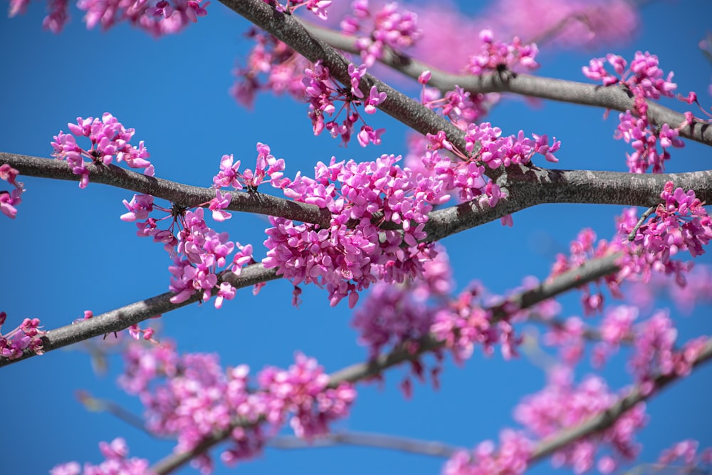 flores cor-de-rosa no ramo marrom da árvore durante o dia