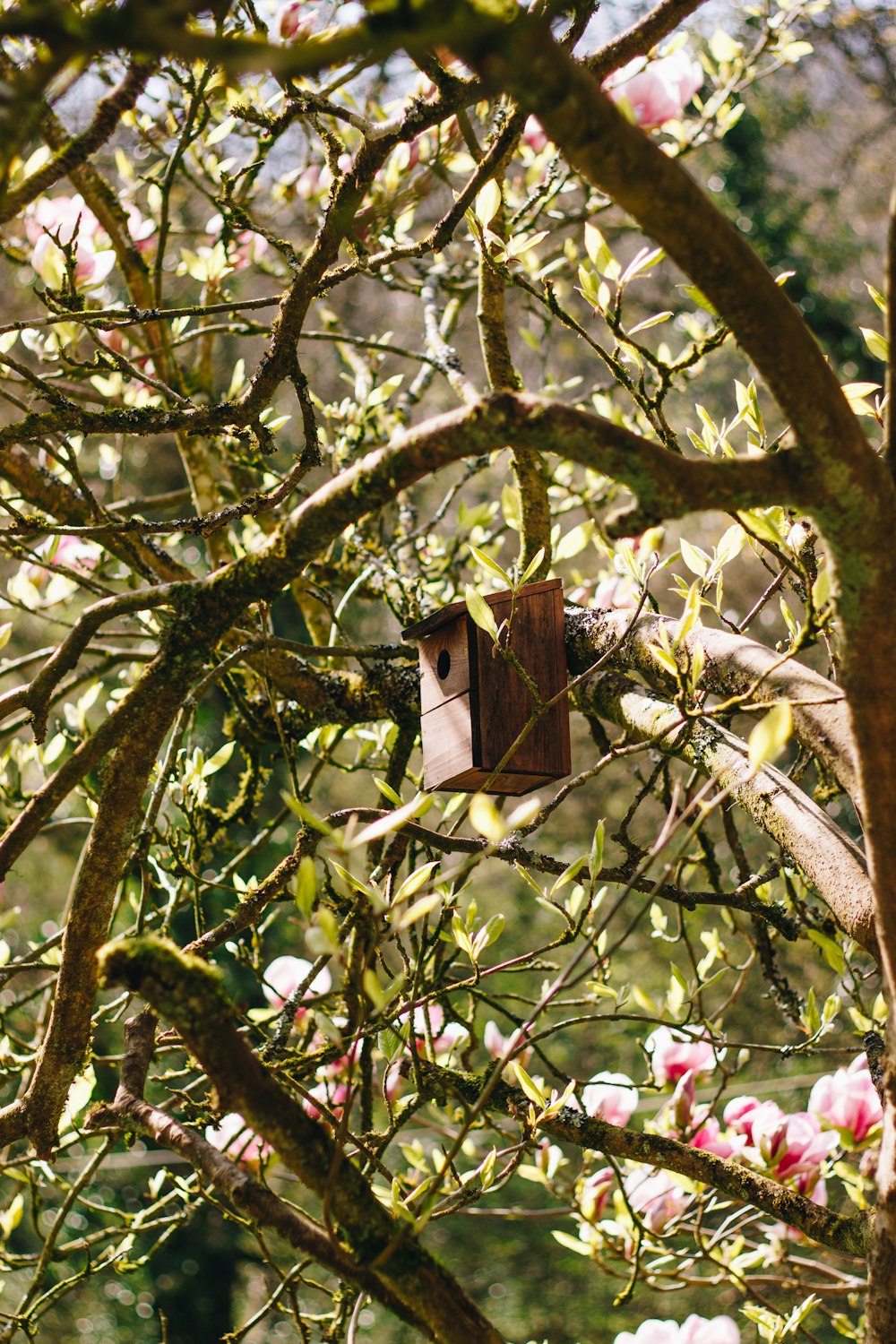 brown wooden bird house on tree branch during daytime