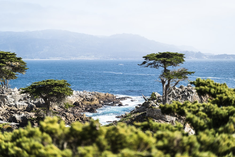 green trees near body of water during daytime