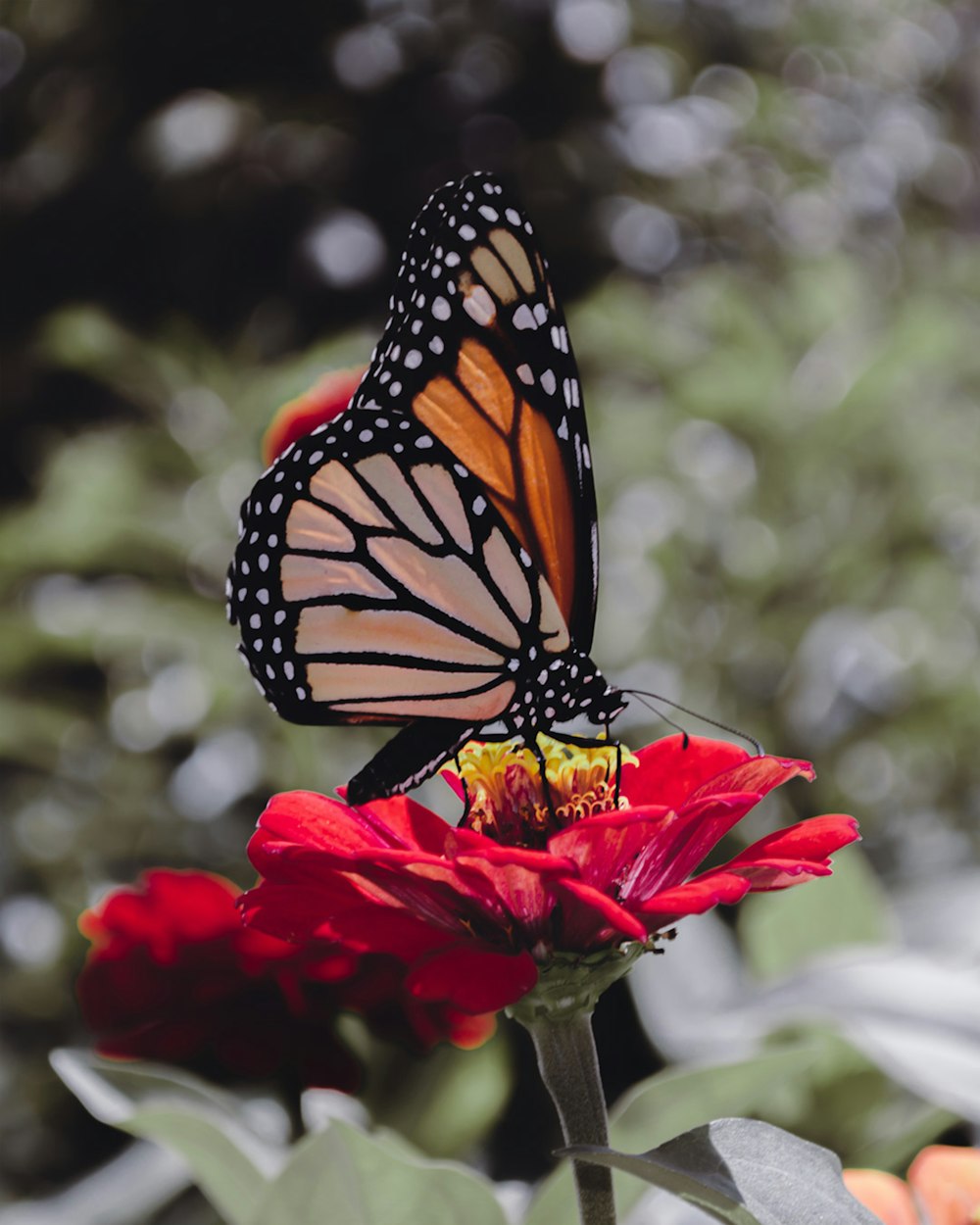 Mariposa monarca posada en flor roja en fotografía de primer plano durante el día