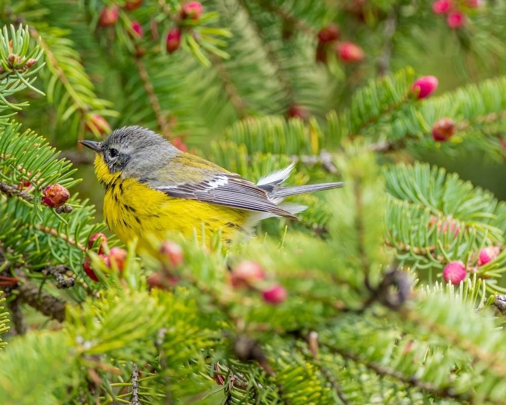 oiseau jaune et noir sur plante verte