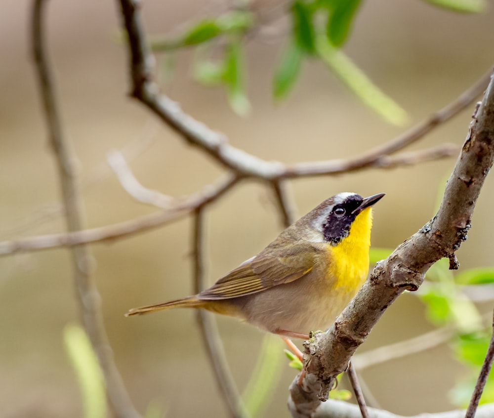 yellow and black bird on tree branch