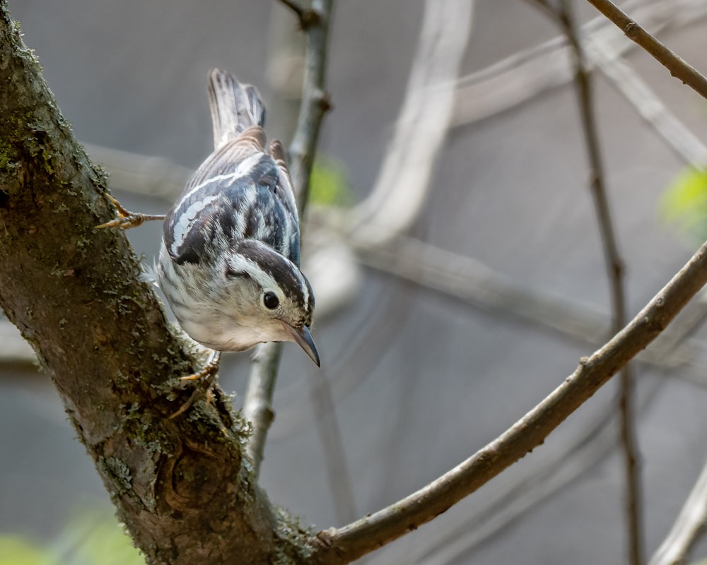 brown and white bird on brown tree branch