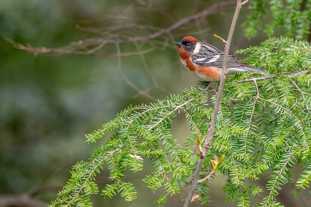 brown and white bird on green plant