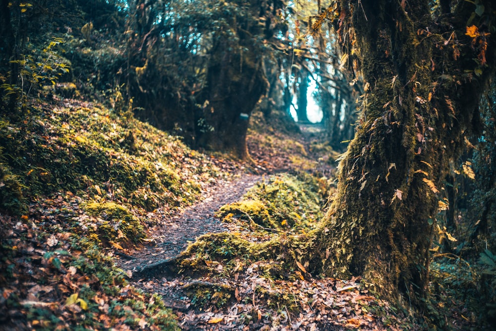 brown tree trunk on green grass during daytime