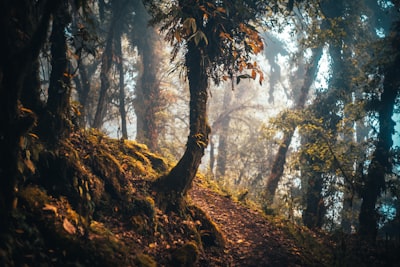 green and brown trees during daytime pilgrim teams background