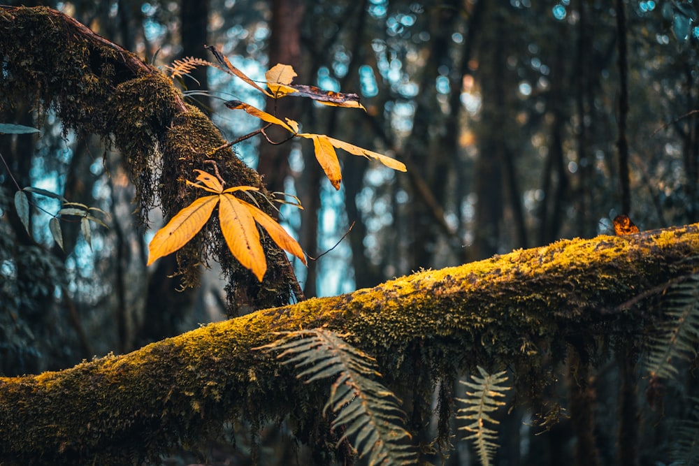 brown tree trunk in tilt shift lens