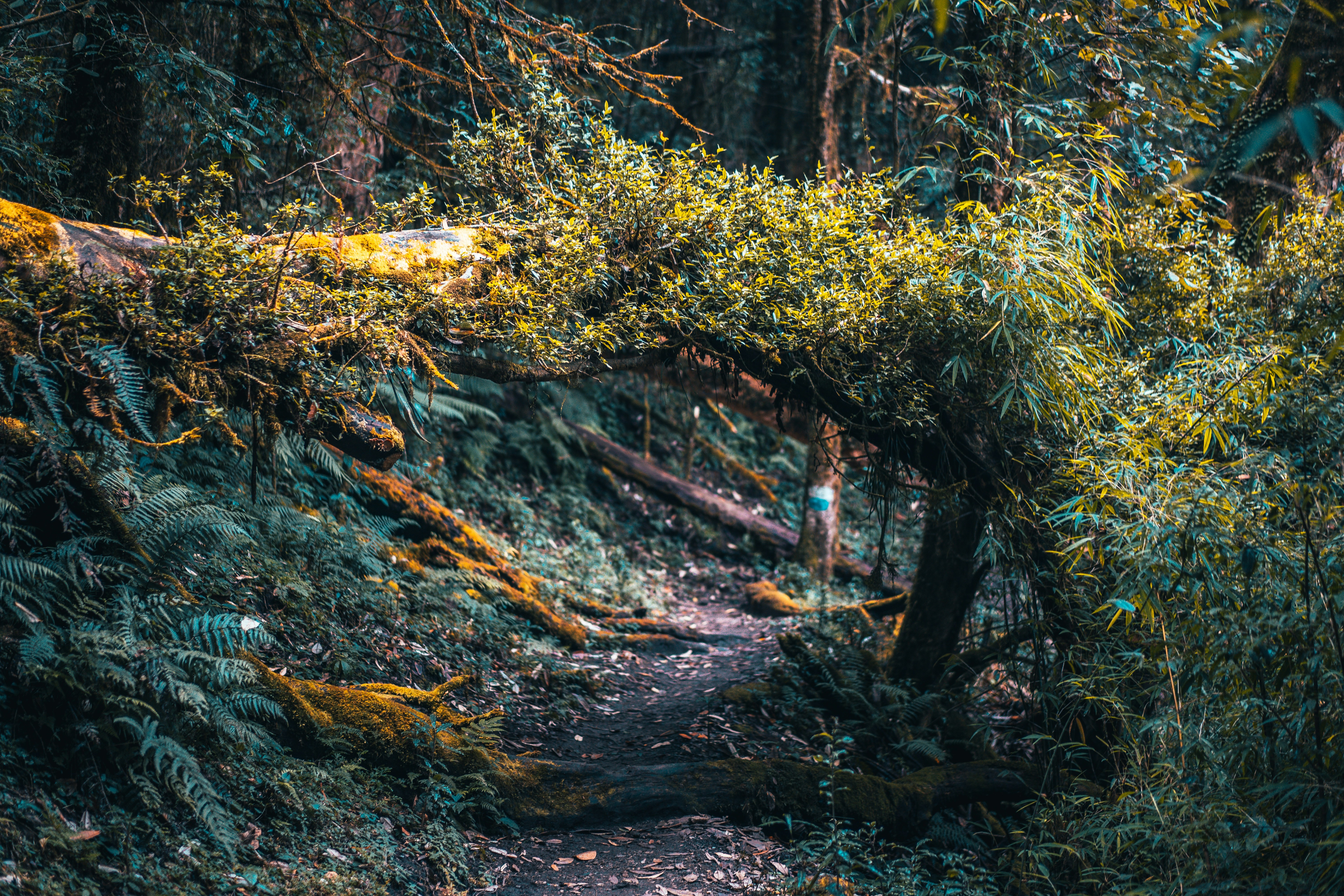 Roadblock Pictures Download Free Images on