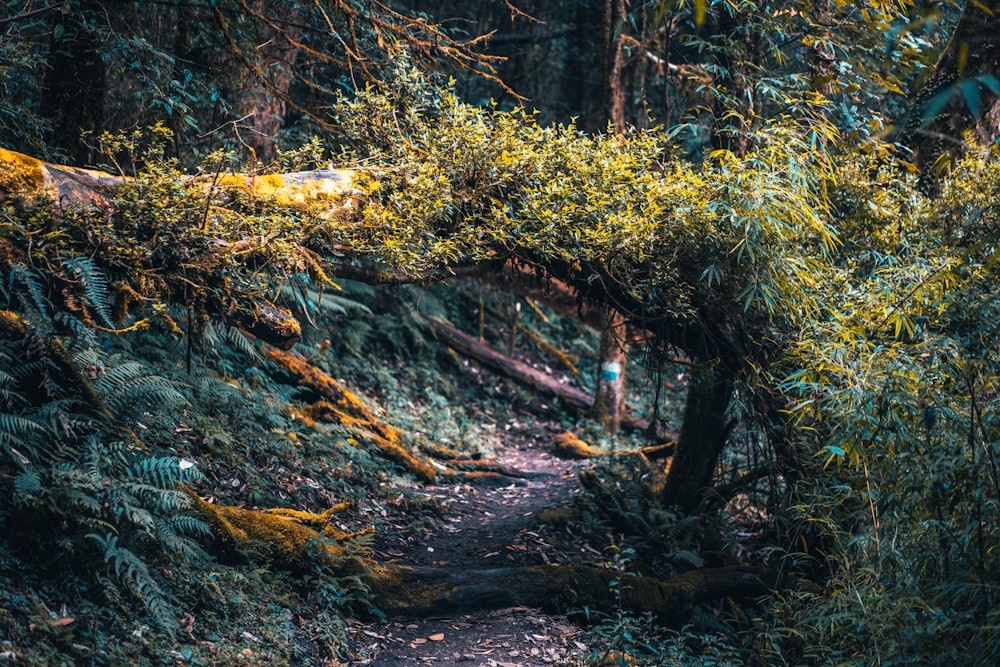 yellow and green moss on brown tree trunk