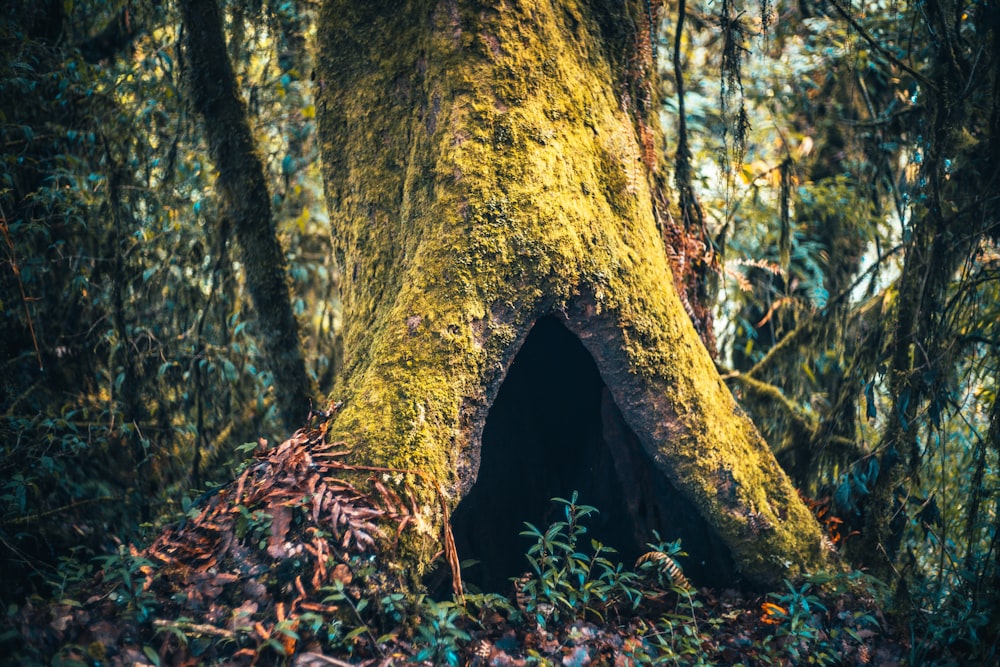 Tronco de árbol marrón rodeado de hojas verdes