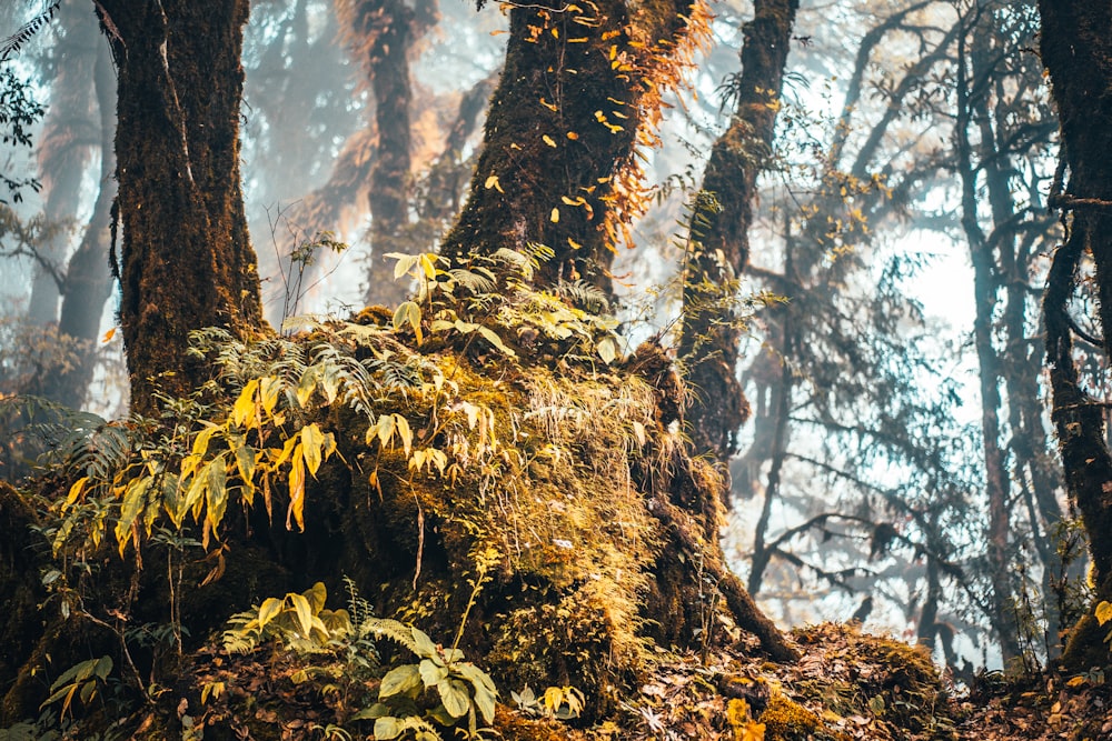 brown tree with green leaves