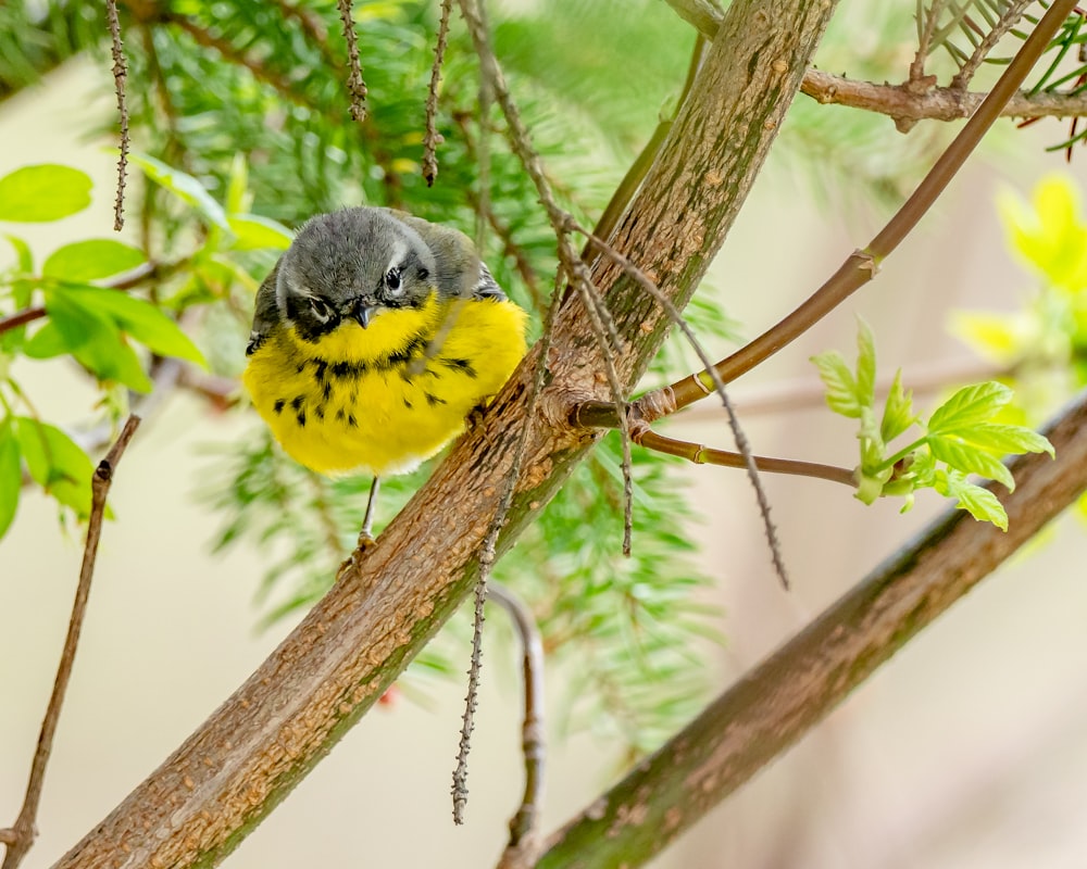 yellow and black bird on brown tree branch