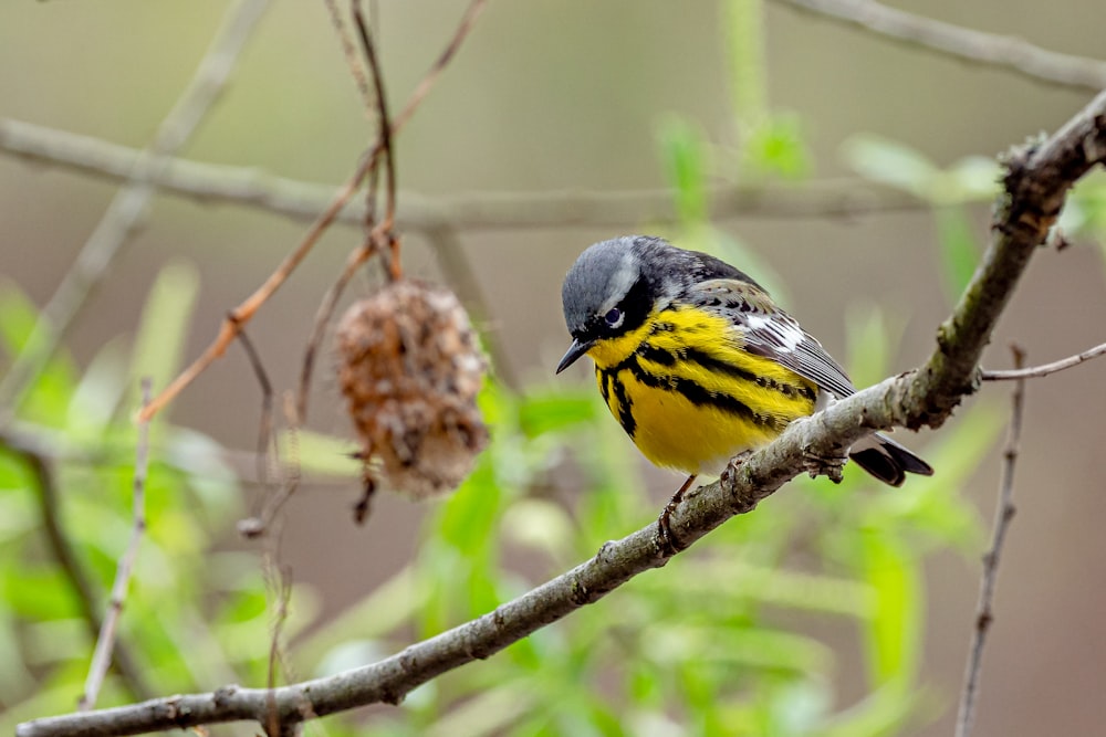 yellow and black bird on brown tree branch during daytime