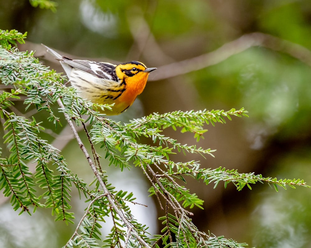 brown and yellow bird on tree branch during daytime