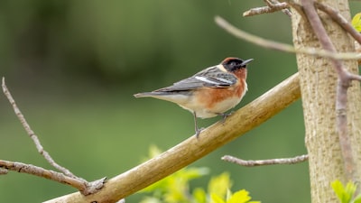 brown and white bird on brown tree branch during daytime