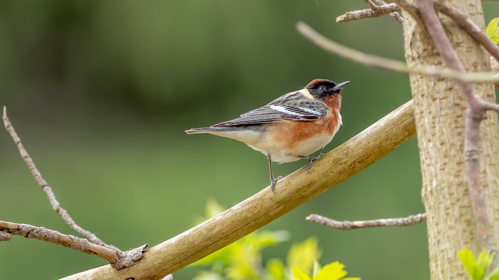 brown and white bird on brown tree branch during daytime