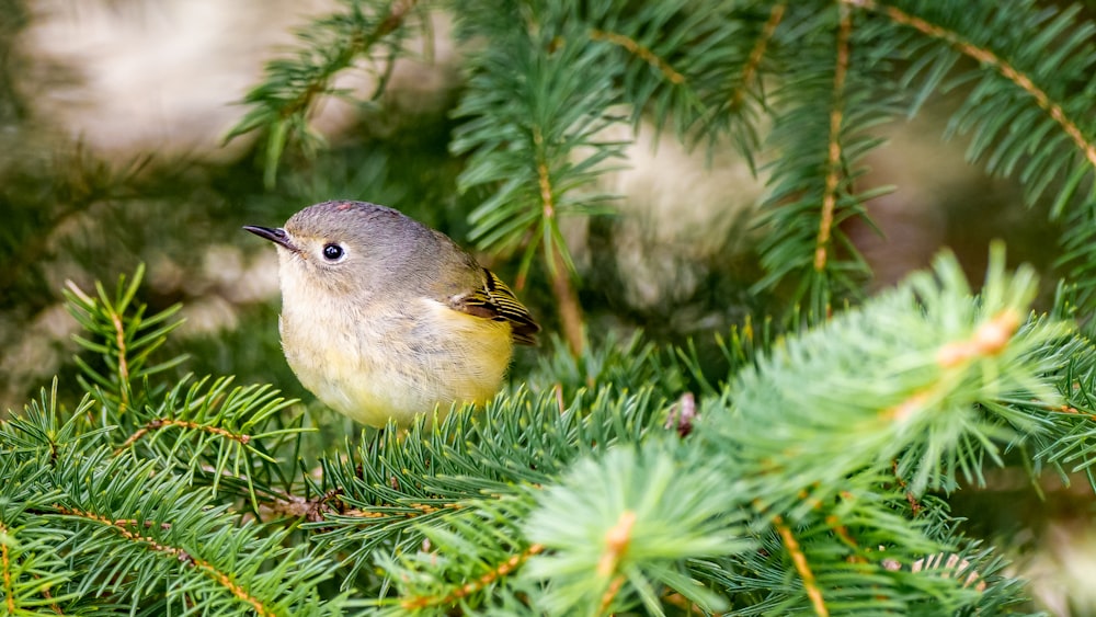 yellow and gray bird on green plant