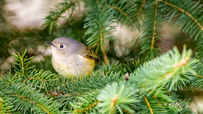 yellow and gray bird on green plant