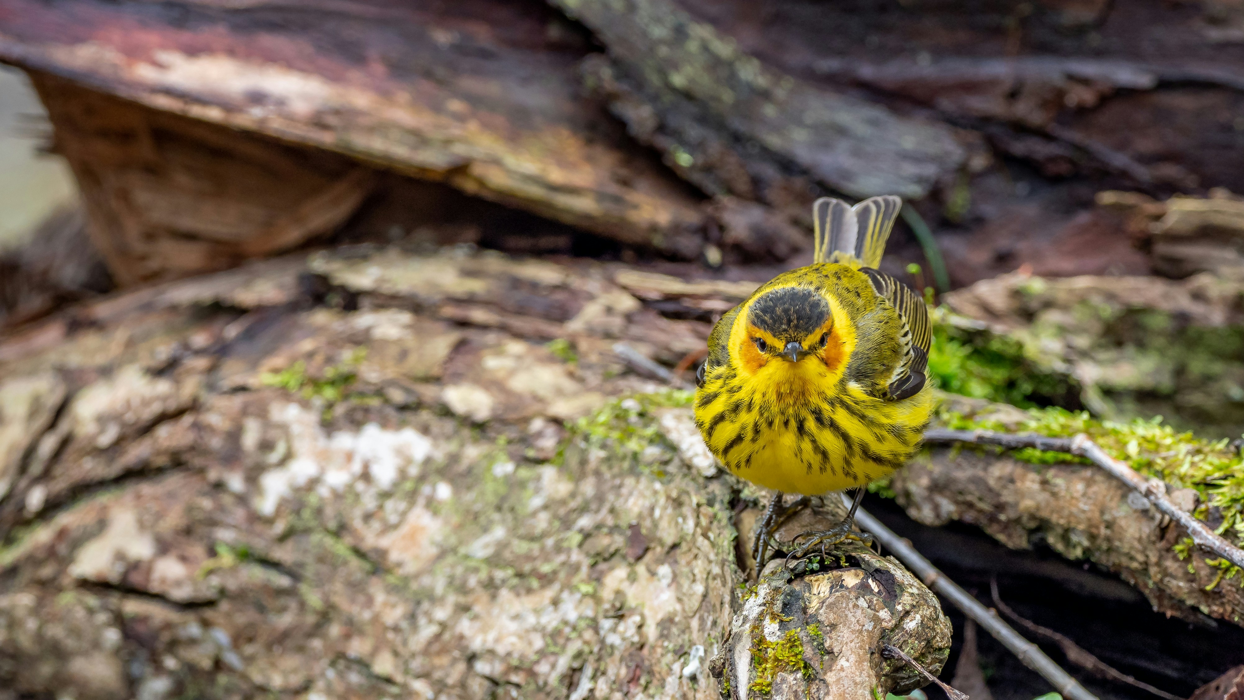 burung kuning dan hitam di batang pohon coklat