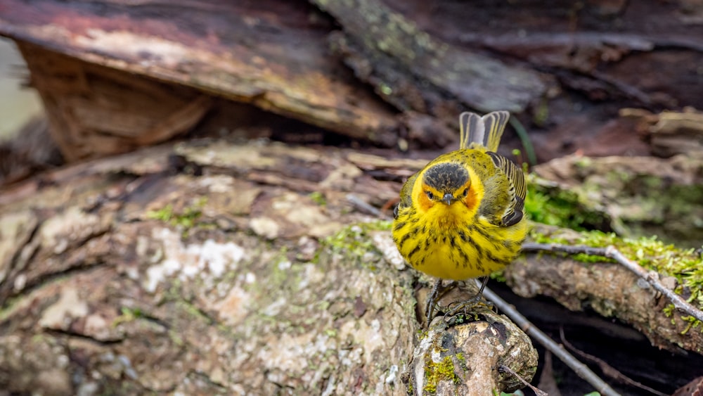 oiseau jaune et noir sur tronc d’arbre brun