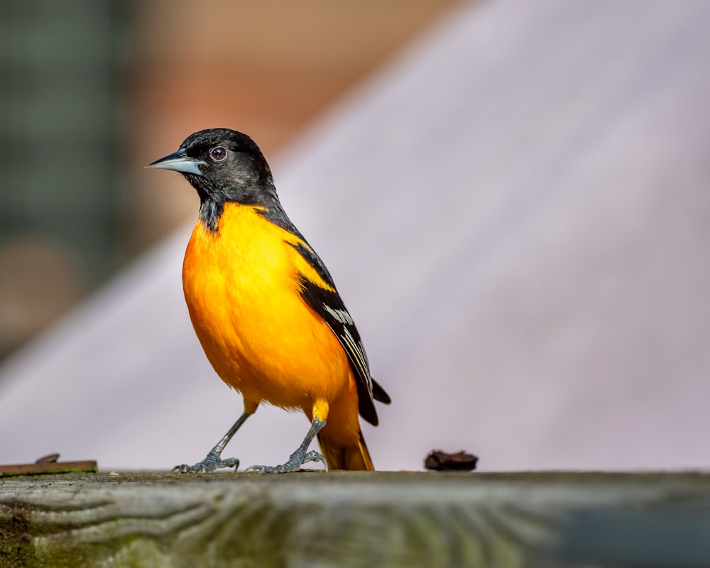 pássaro preto amarelo e branco na cerca de madeira marrom durante o dia