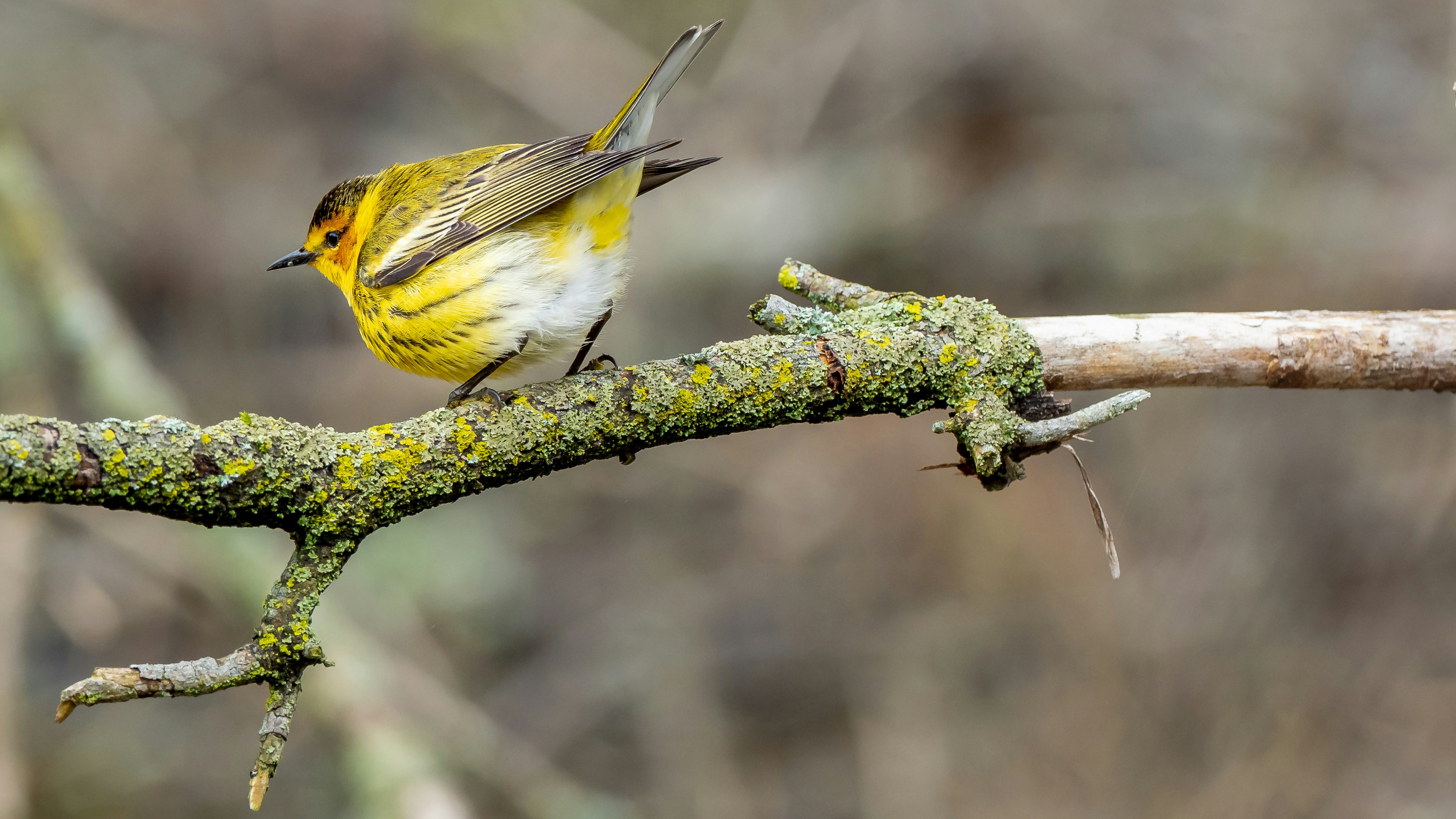 yellow and black bird on tree branch