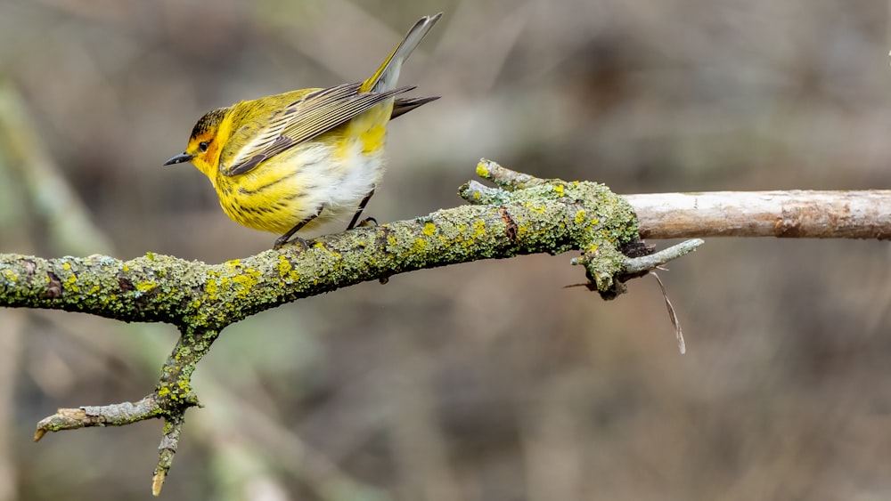 gelber und schwarzer Vogel am Ast