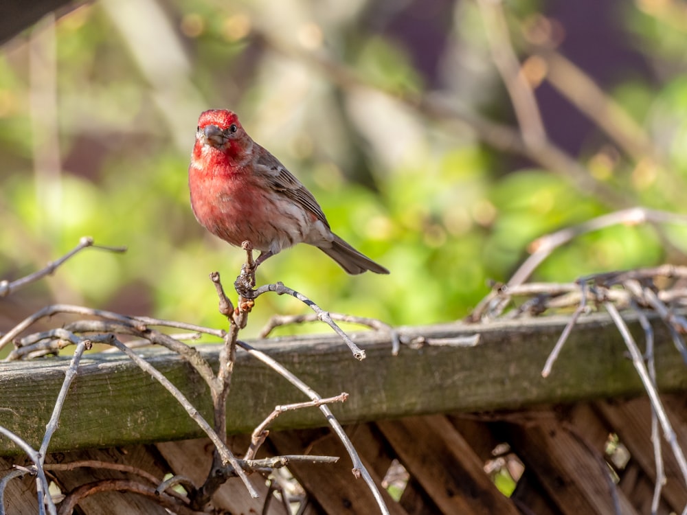 red and brown bird on brown tree branch during daytime