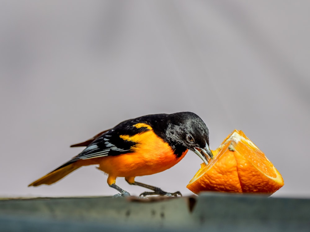 oiseau noir, jaune et blanc perché sur une surface en bois brun