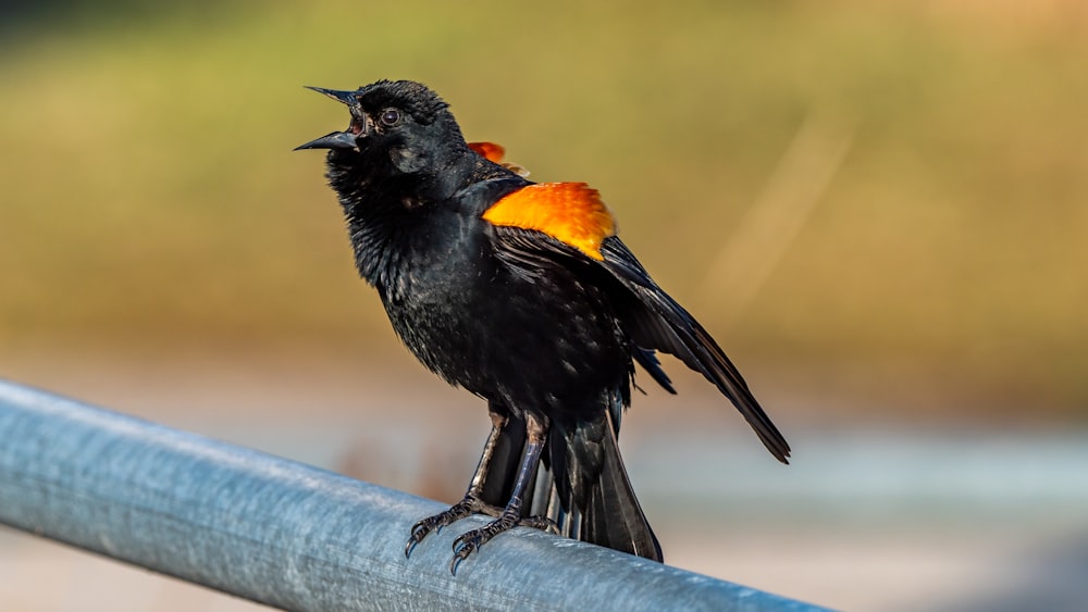 black and orange bird on gray concrete fence during daytime