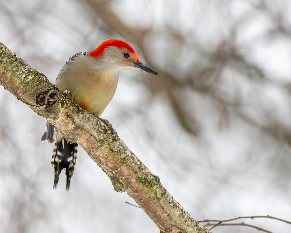 white and brown bird on tree branch