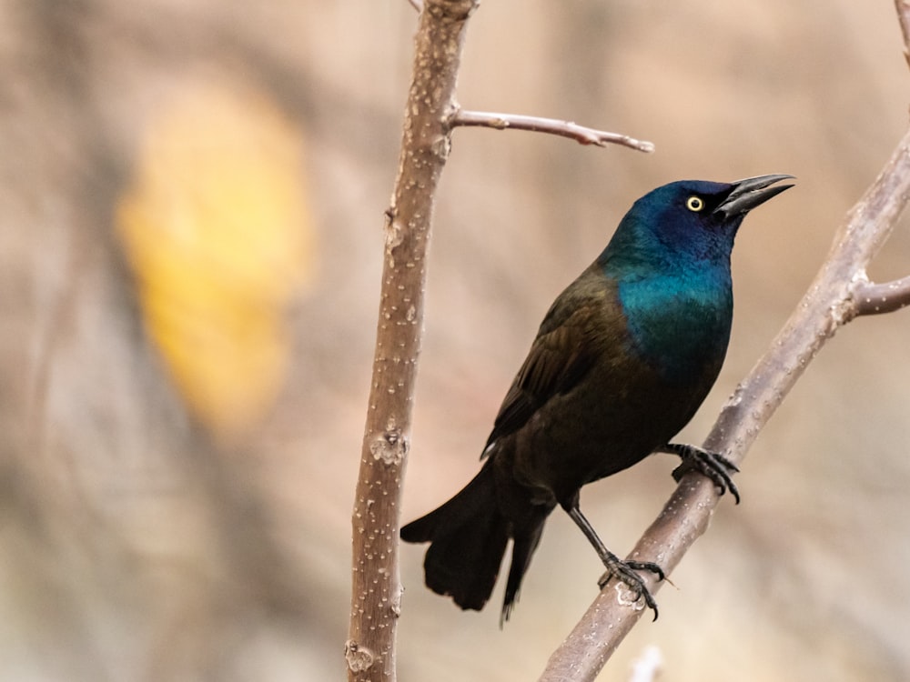 blue and brown bird on tree branch during daytime