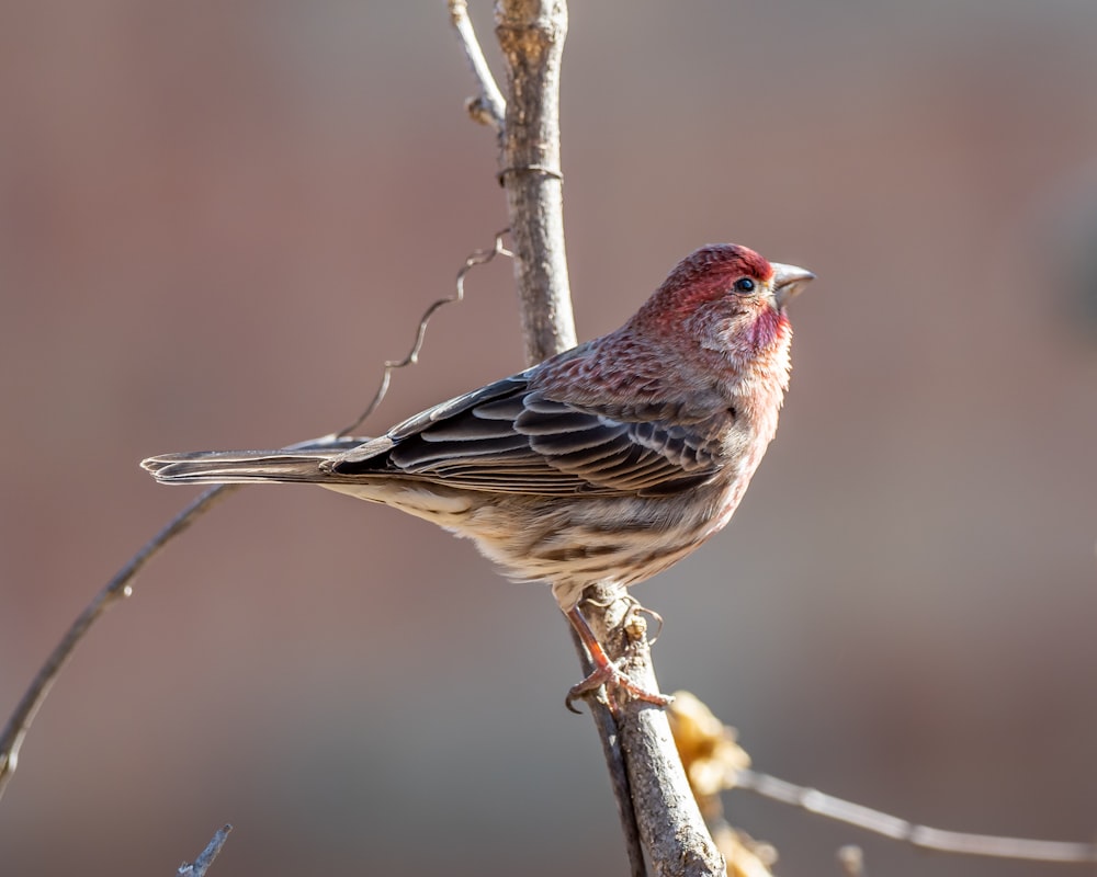 brown and red bird on brown tree branch