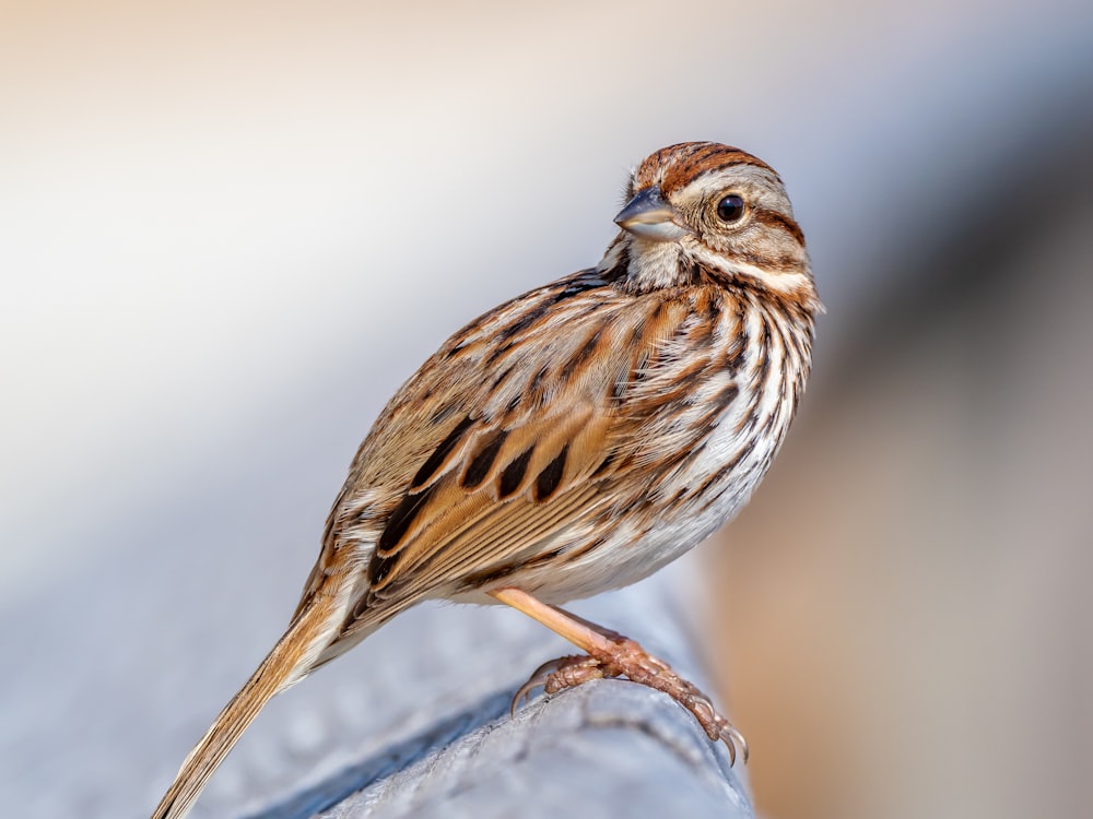 brown bird on gray rock