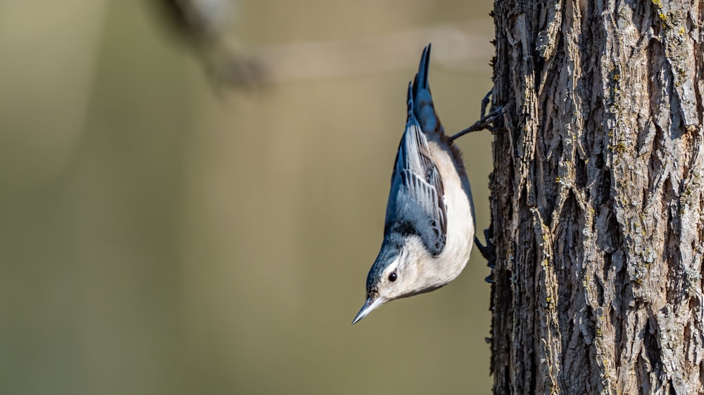 blue and white bird on brown tree branch