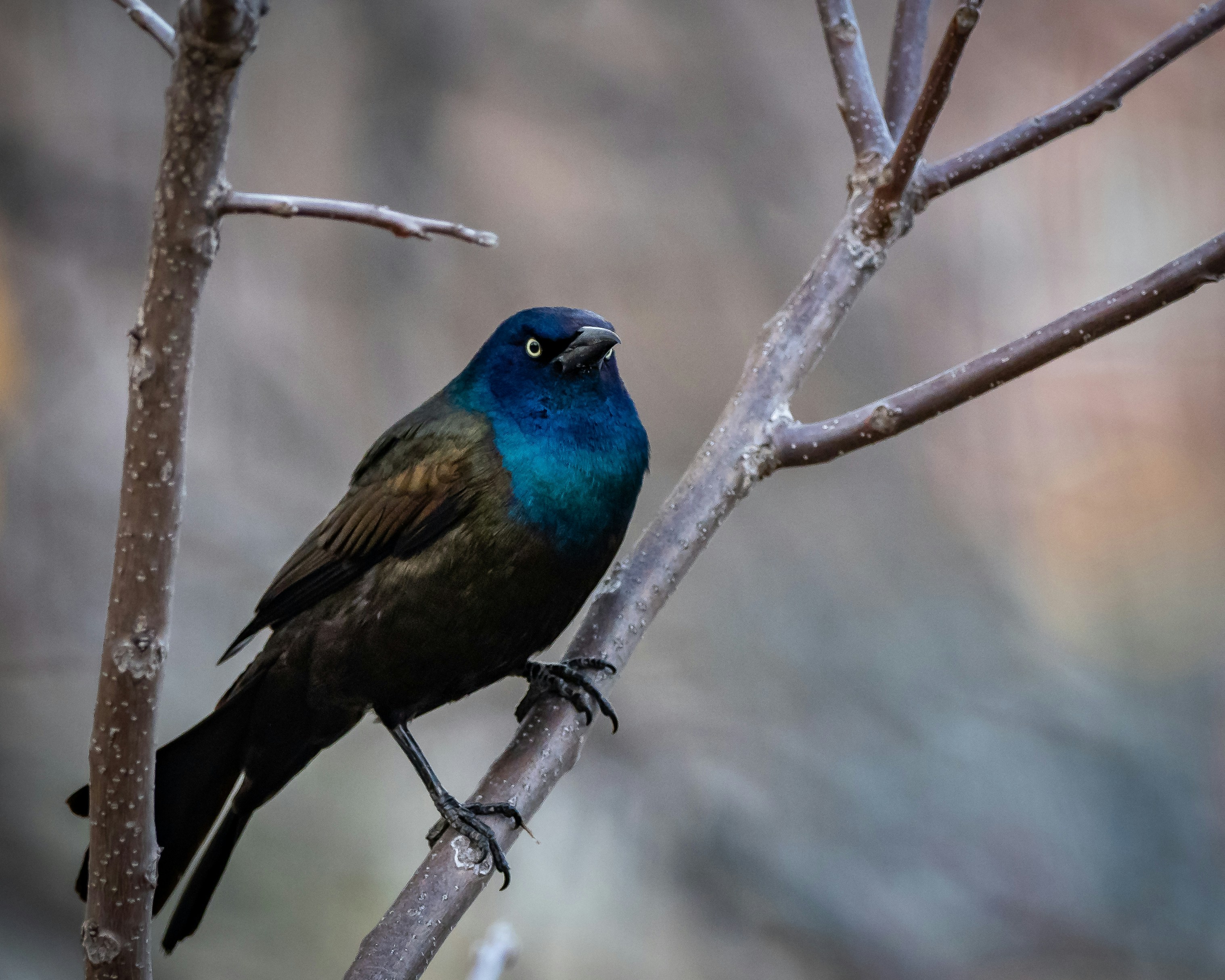 burung biru dan hitam di cabang pohon