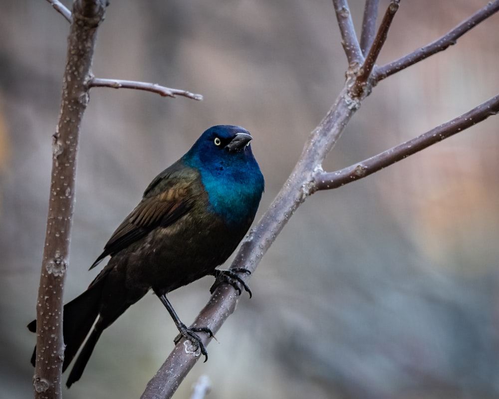 uccello blu e nero sul ramo dell'albero