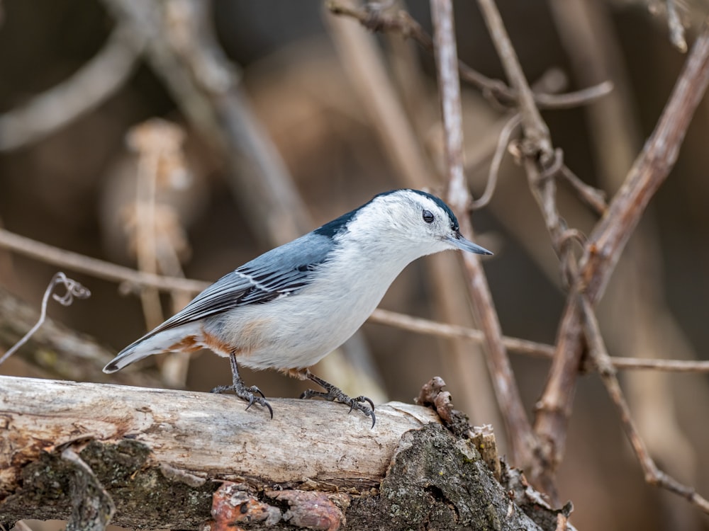 blue and white bird on brown tree branch during daytime