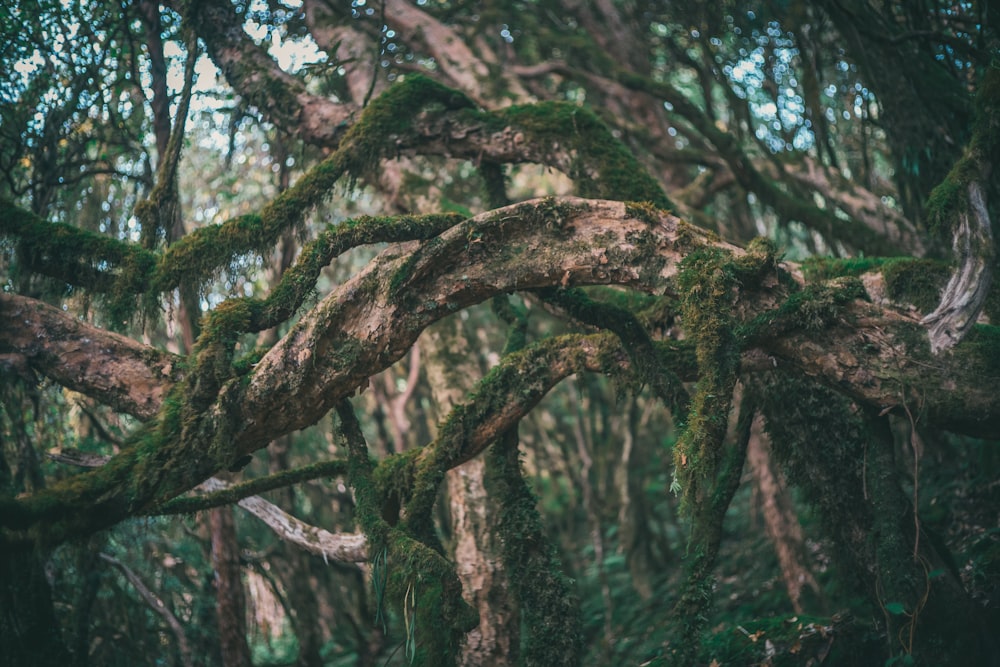 brown and green tree trunk