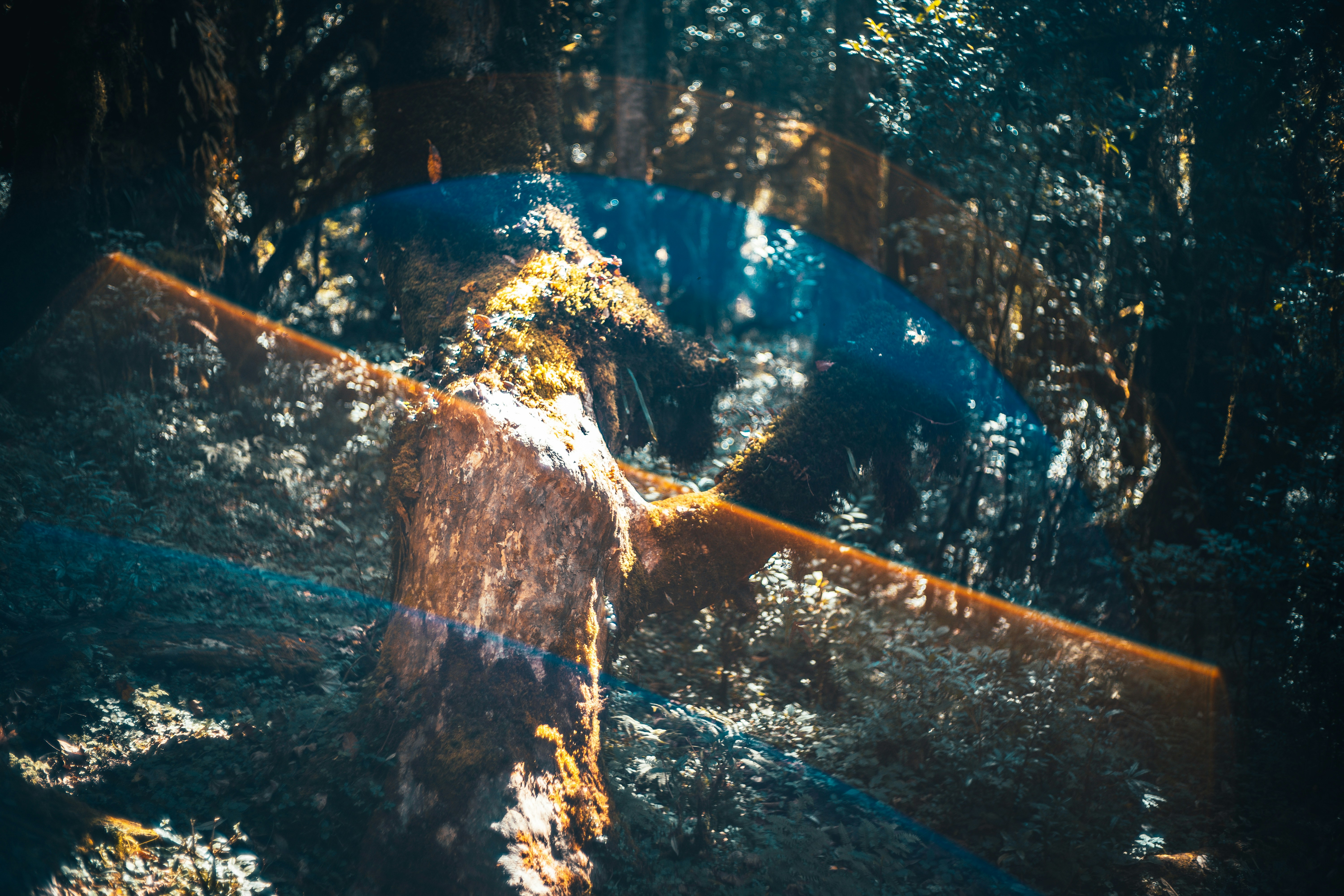 Photo by raimondklavins