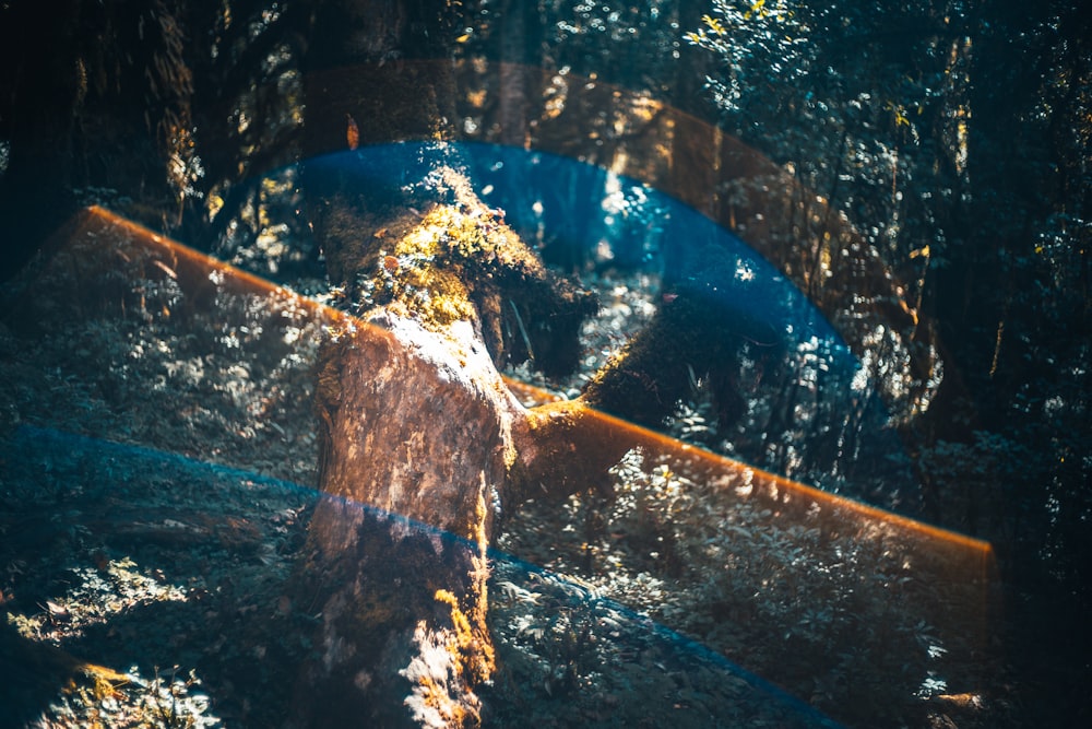 brown wooden log on water