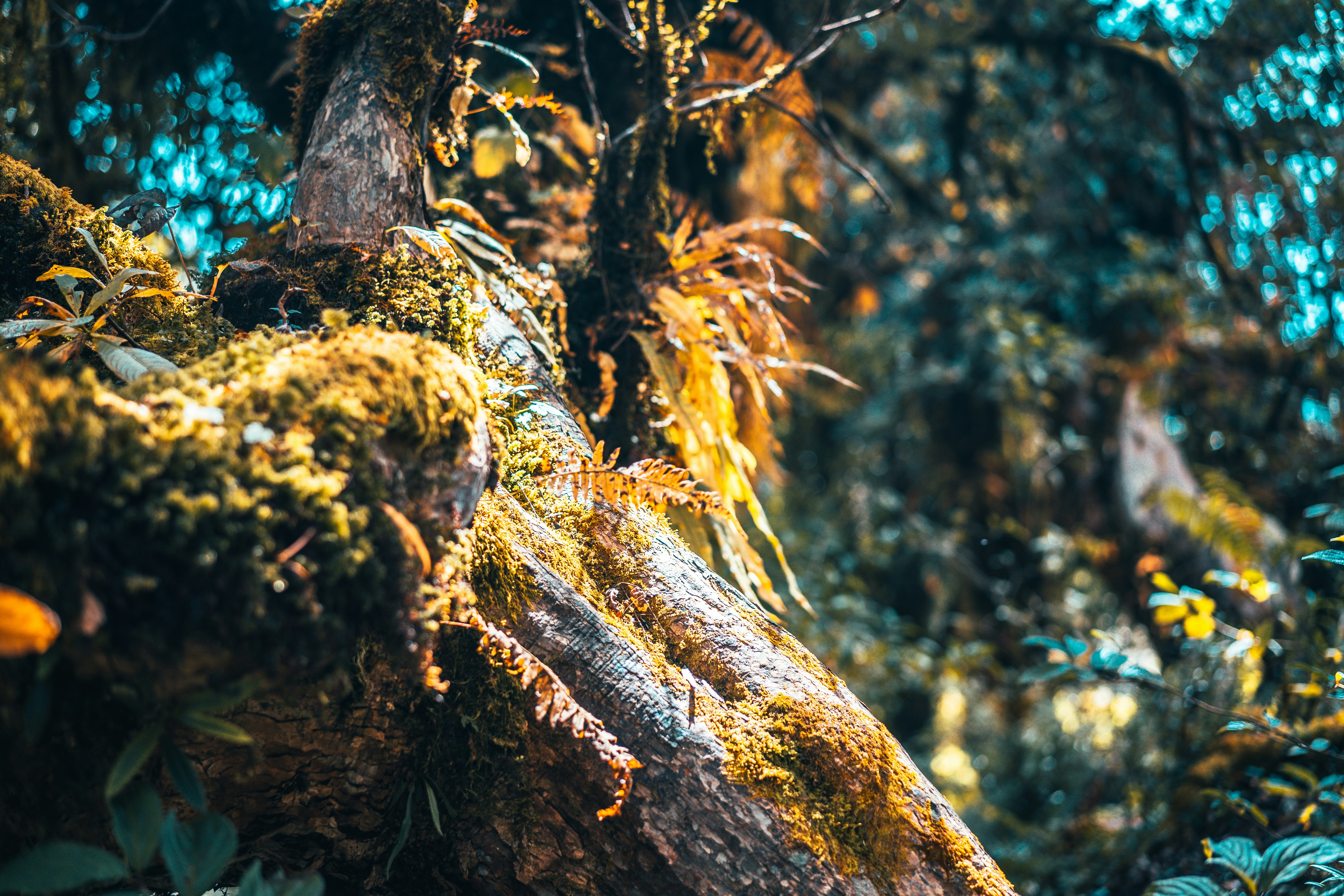 Photo by raimondklavins