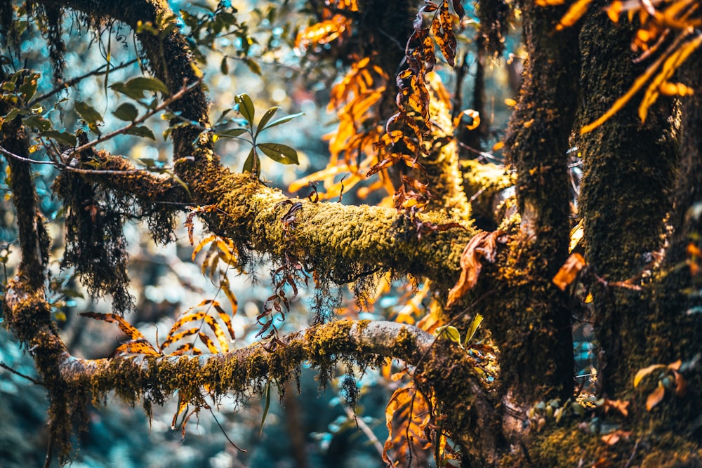 brown tree branch during daytime