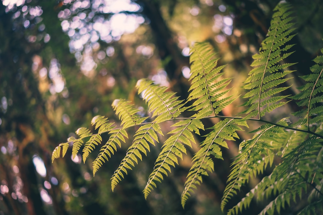 green leaf plant in close up photography